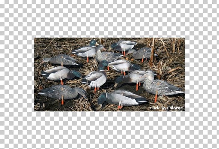 Seaducks Goose Mallard Seabird PNG, Clipart, Animals, Beak, Bird, Duck, Ducks Geese And Swans Free PNG Download