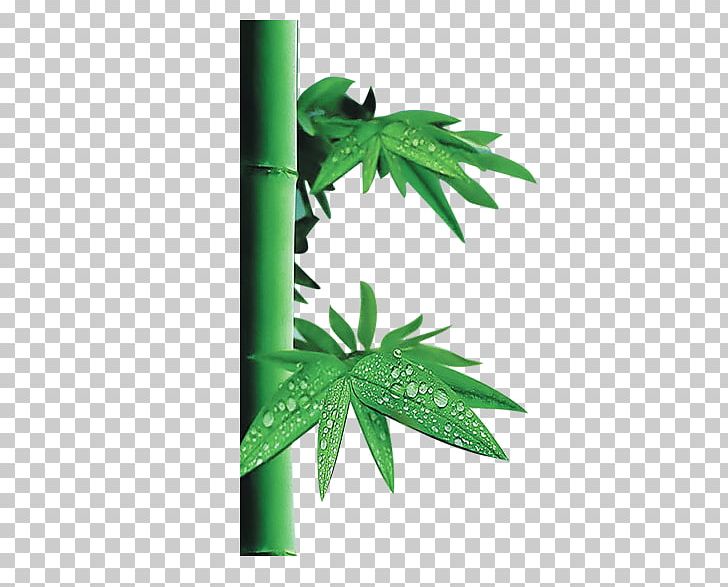 Sock Bamboo Textile Cotton Fiber PNG, Clipart, Bamboo Border, Bamboo Frame, Bamboo Leaf, Bamboo Leaves, Bamboo Textile Free PNG Download