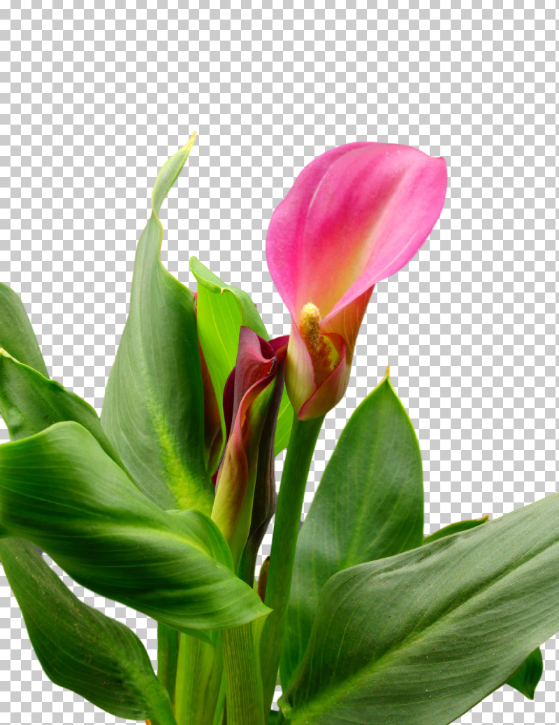 Plant Stem Cut Flowers Bud Canna Lily Of The Incas PNG, Clipart, Arum Lilies, Biology, Bud, Canna, Cut Flowers Free PNG Download