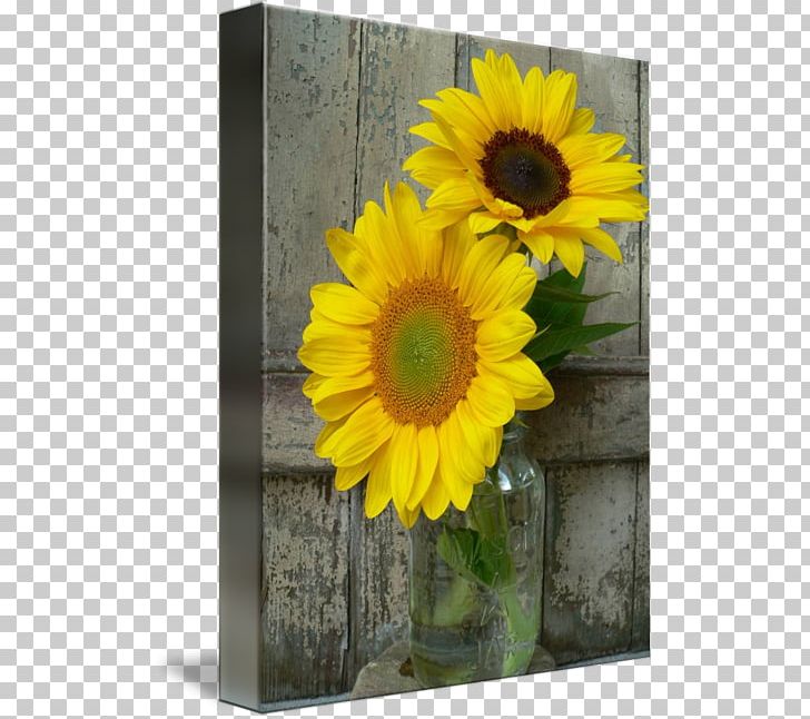 Common Sunflower Cut Flowers Transvaal Daisy Floristry PNG, Clipart, Common Sunflower, Cut Flowers, Daisy Family, Farm, Floristry Free PNG Download