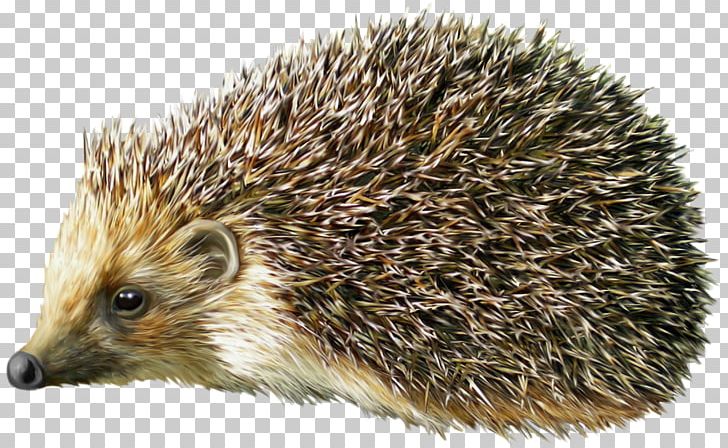 Domesticated Hedgehog Porcupine PNG, Clipart, Animal, Animals, Computer Icons, Cuteness, Domesticated Hedgehog Free PNG Download