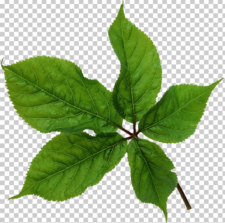 Leaf Texture Mapping PNG, Clipart, 3d Computer Graphics, Animaatio, Bladnerv, Download, Herb Free PNG Download
