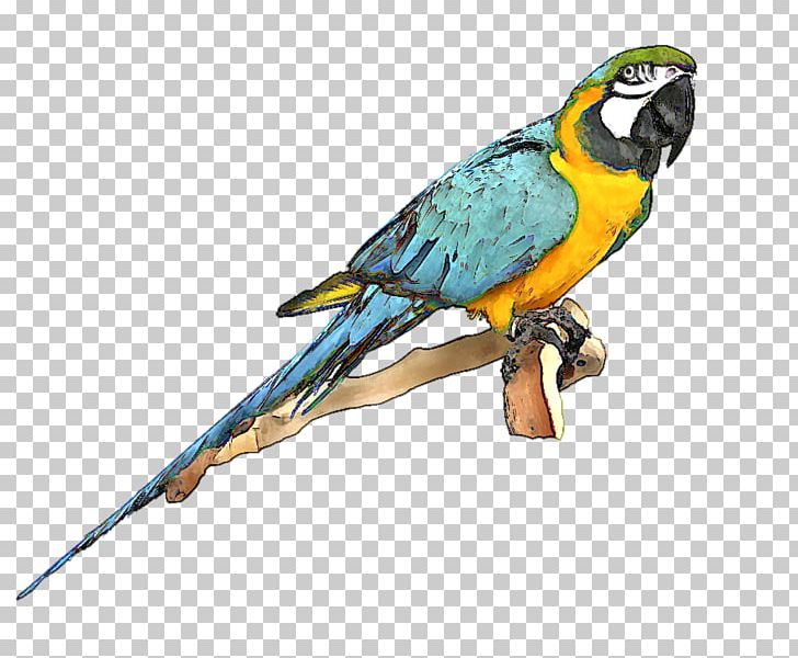 Parrot Bird Blue-and-yellow Macaw PNG, Clipart, Beak, Bird, Blueandyellow Macaw, Blue Bird Clipart, Cartoon Free PNG Download