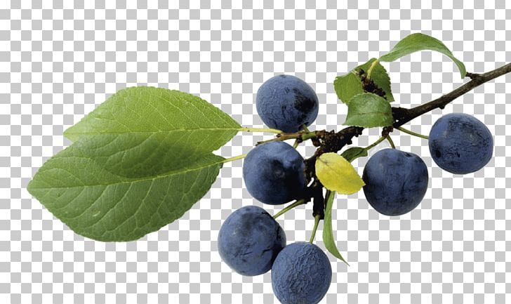 Blueberry Bilberry Damson Cambridge Church Farmhouse B & B PNG, Clipart, Aristotelia, Aristotelia Chilensis, Aronia, Bed And Breakfast, Berry Free PNG Download
