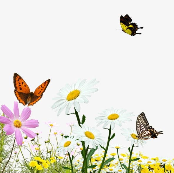 Butterflies Float PNG, Clipart, Animal, Animal Wing, Beauty In Nature, Butterflies Clipart, Butterfly Free PNG Download