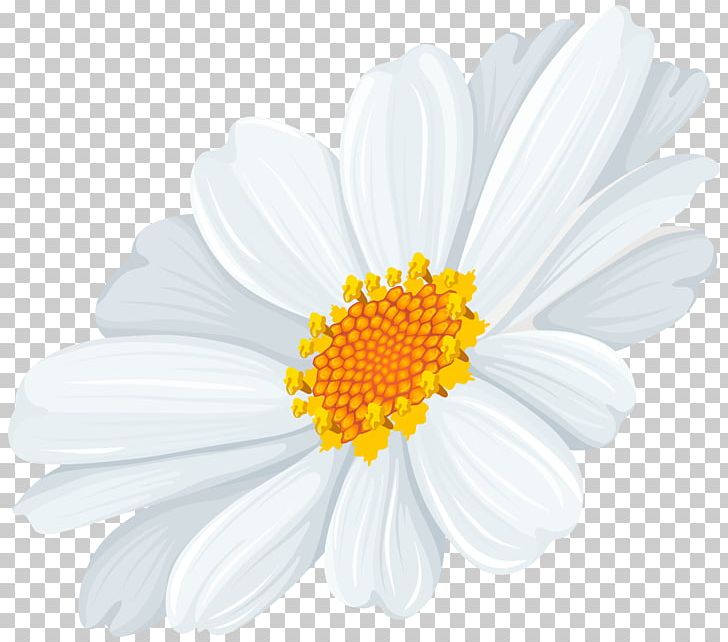 Common Daisy Oxeye Daisy PNG, Clipart, Art White, Cardmaking, Chamaemelum Nobile, Chrysanthemum, Chrysanths Free PNG Download