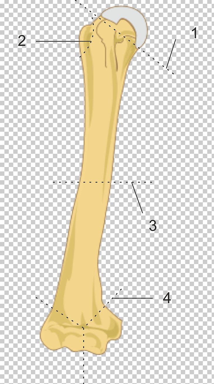 Finger Bone Humerus Fracture Greater Tubercle PNG, Clipart, Abdomen, Anatomy, Angle, Arm, Bone Free PNG Download