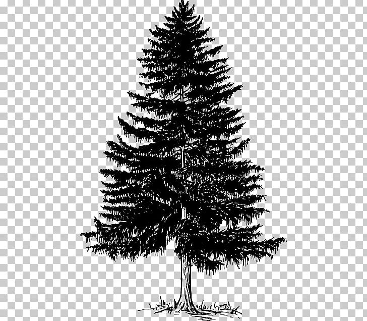 Fir Pine Evergreen Tree PNG, Clipart, Black And White, Branch, Christmas Decoration, Christmas Ornament, Christmas Tree Free PNG Download