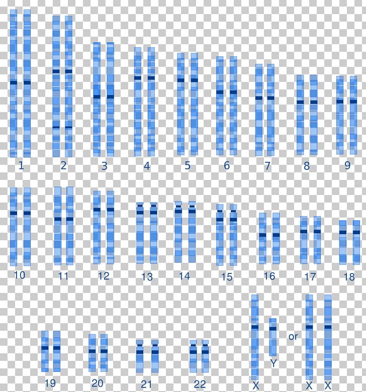 Karyotype Human Genetic Variation Human Genetics Human Variability PNG, Clipart, Angle, Area, Biology, Blue, Chromosome Free PNG Download