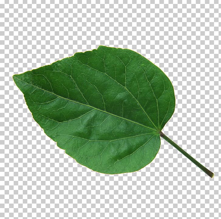 Leaf Green Chlorophyll CMYK Color Model The Interpretation Of Dreams By The Duke Of Zhou PNG, Clipart, Autumn Leaf, Bladnerv, Bud, Chlorophyll, Cmyk Color Model Free PNG Download