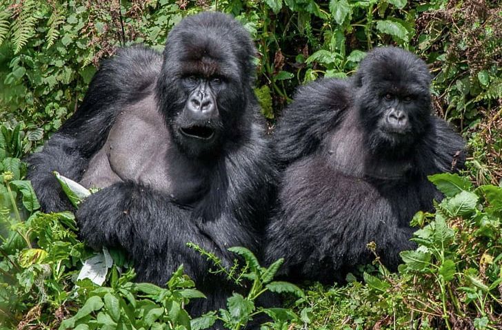 Queen Elizabeth National Park Bwindi Impenetrable National Park Murchison Falls National Park Gorilla Safaris: Encounter Africa Safaris Ltd PNG, Clipart, Animals, Backpacking, Birdwatching, Bwindi Impenetrable Forest, Dog Breed Group Free PNG Download