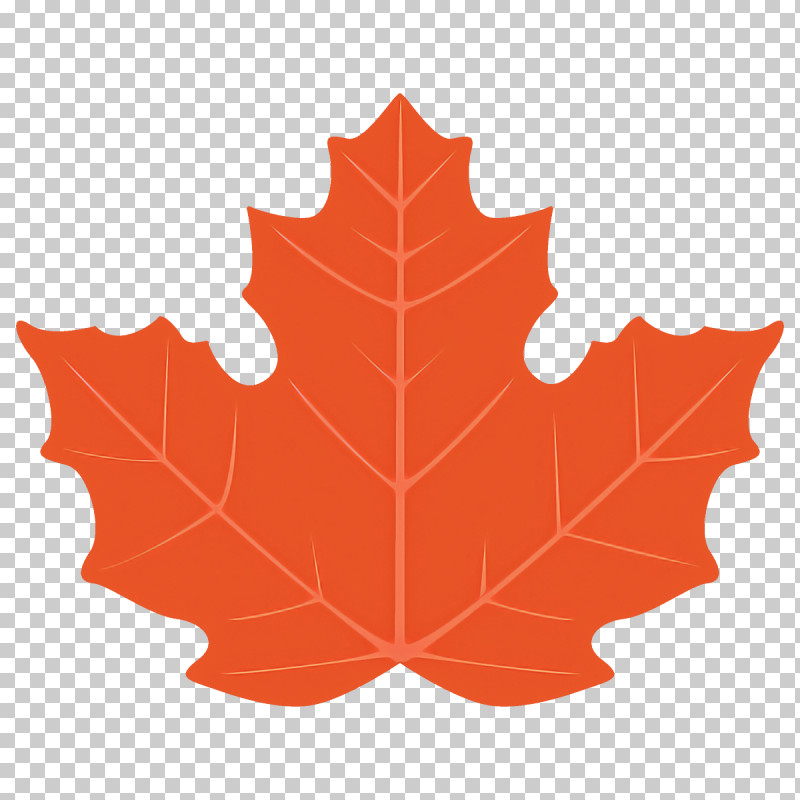 Maple Leaf Autumn Leaf Fall Leaf PNG, Clipart, Autumn Leaf, Black Maple, Deciduous, Fall Leaf, Leaf Free PNG Download
