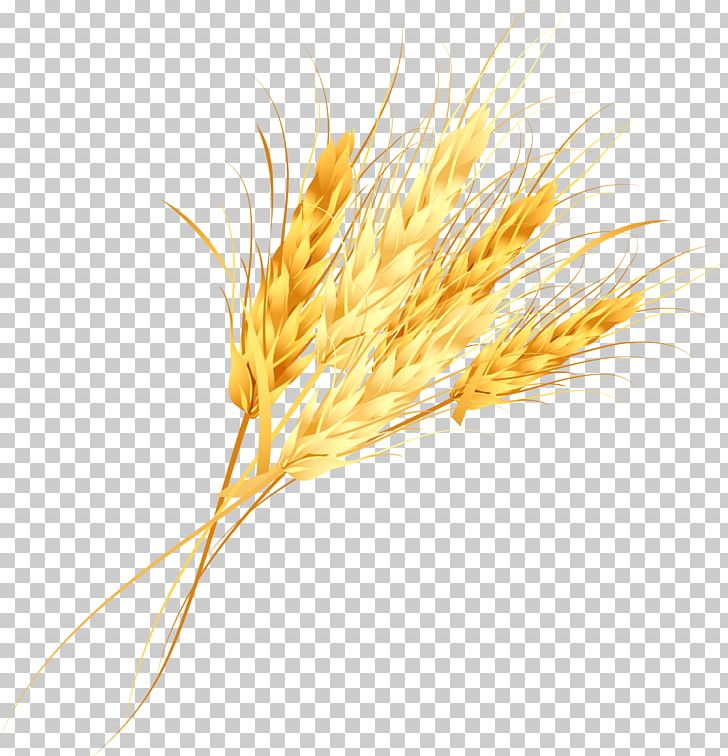 Cereal Germ Golden Rice PNG, Clipart, Cereal, Commodity, Encapsulated Postscript, Fall, Flour Free PNG Download