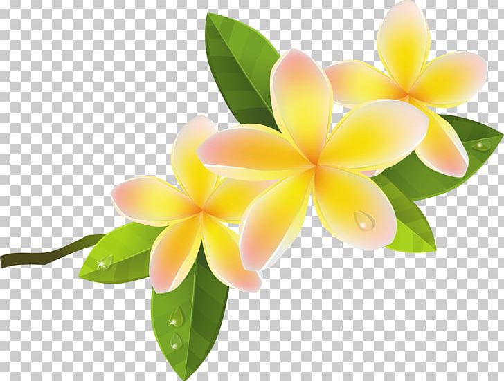 Frangipani Flower PNG, Clipart, Can Stock Photo, Clip Art, Floristry, Flower, Flowering Plant Free PNG Download