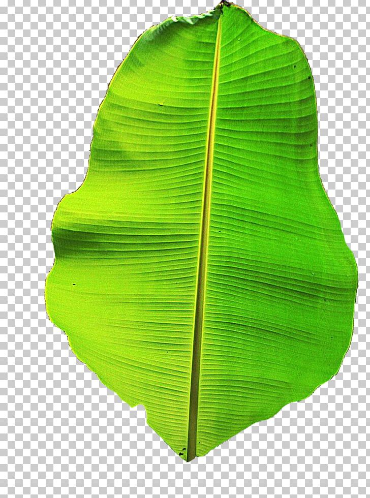 Musa Basjoo Banana Leaf PNG, Clipart, Banana, Banana Leaves, Christmas Tree, Download, Encapsulated Postscript Free PNG Download