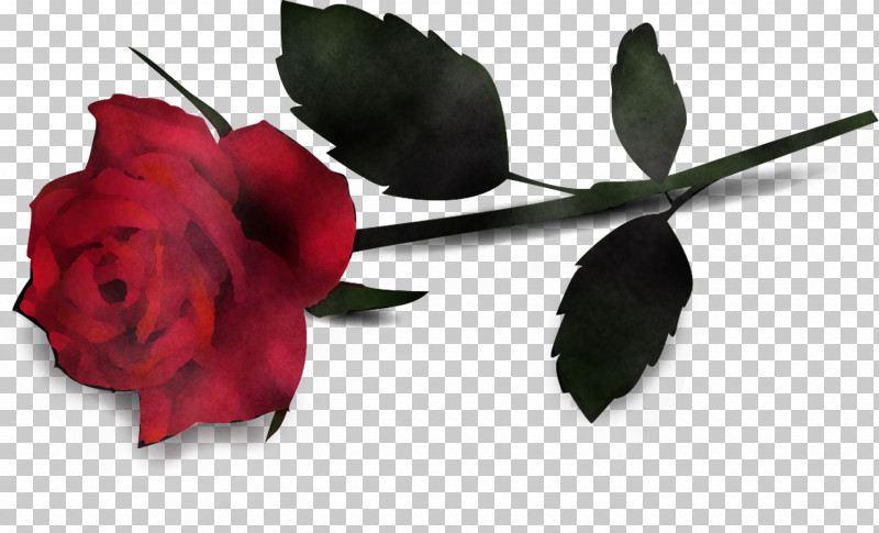 Garden Roses PNG, Clipart, Floribunda, Flower, Garden Roses, Leaf, Pedicel Free PNG Download