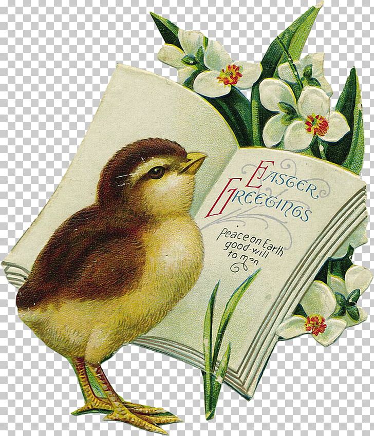 Easter Bunny Easter Egg Easter Postcard PNG, Clipart, Beak, Bird, Christ, Christmas, Easter Free PNG Download
