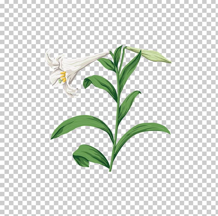 Lilium Graphic Design PNG, Clipart, Branch, Computer Icons, Editing, Flora, Flower Free PNG Download