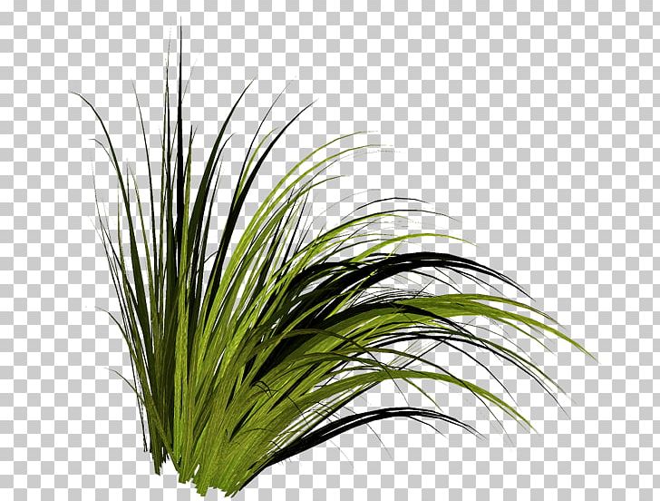 Tree Grasses PNG, Clipart, Chrysopogon Zizanioides, Cicek Resimleri, Cim, Download, Grass Free PNG Download