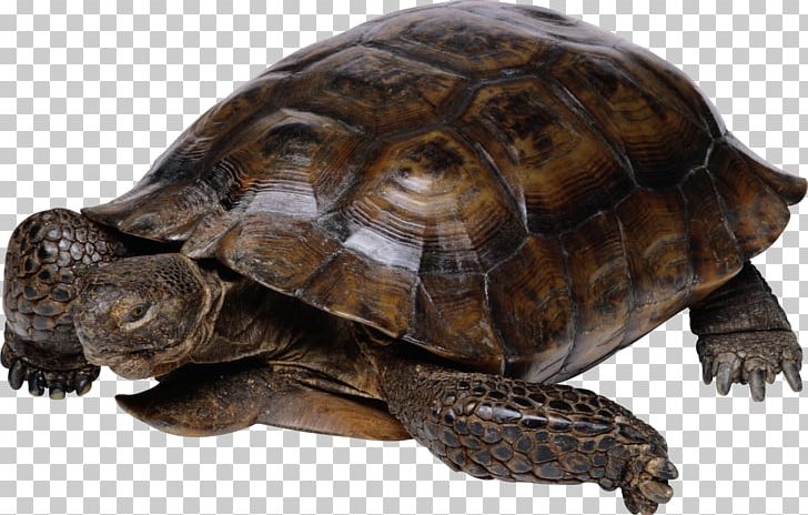 Turtle Reptile Tortoise PNG, Clipart, Animal, Animals, Box Turtle, Chelydridae, Common Snapping Turtle Free PNG Download