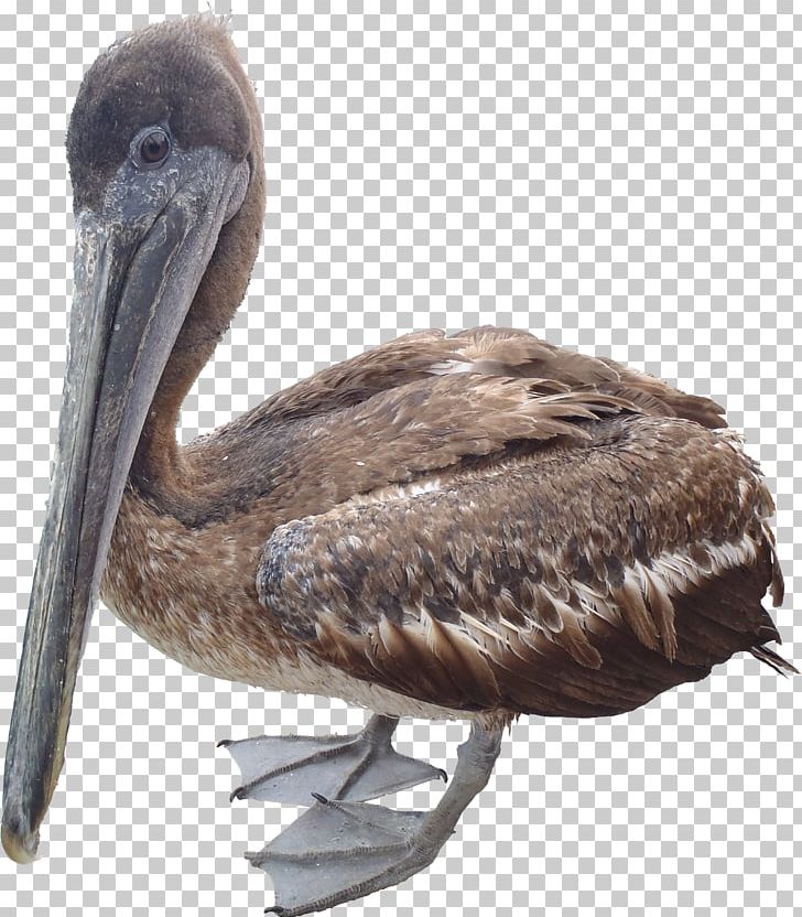 Pelican PNG, Clipart, Pelican Free PNG Download