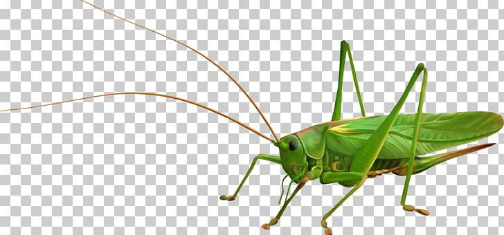 Locust Grasshopper PNG, Clipart, Arthropod, Caelifera, Computer Icons, Cricket, Cricket Like Insect Free PNG Download