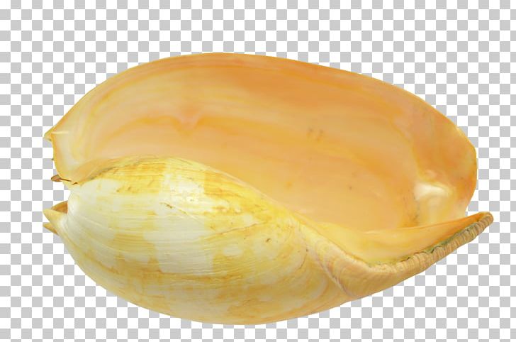 Seashell Cockle Clam Sea Snail Veneroida PNG, Clipart, Animals, Beach, Clam, Coast, Cockle Free PNG Download