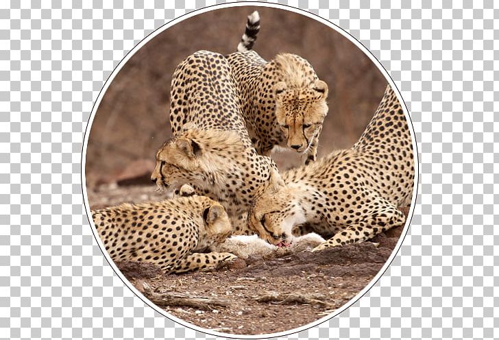 South Africa Central Kalahari Game Reserve Leopard Kalahari Desert Safari PNG, Clipart,  Free PNG Download