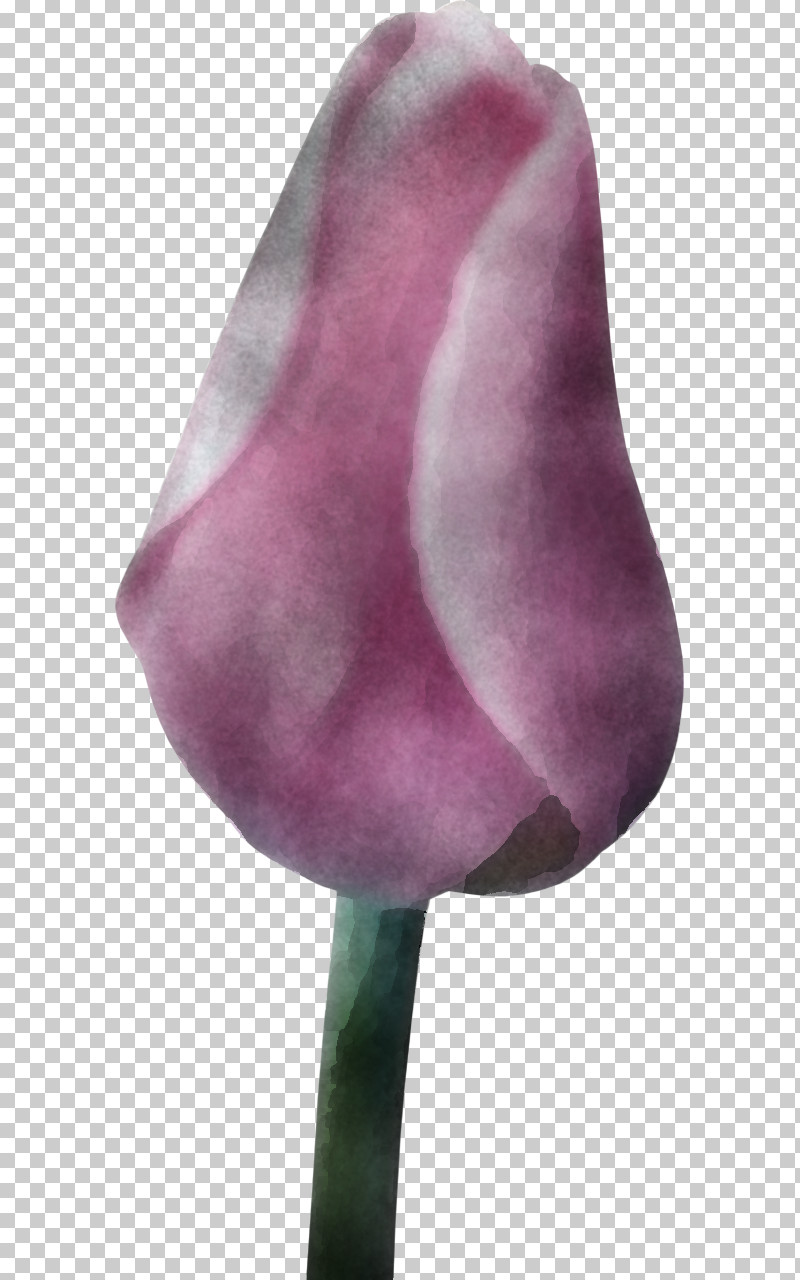 Purple Violet Tulip Flower Nose PNG, Clipart, Flower, Lily Family, Magenta, Nose, Petal Free PNG Download