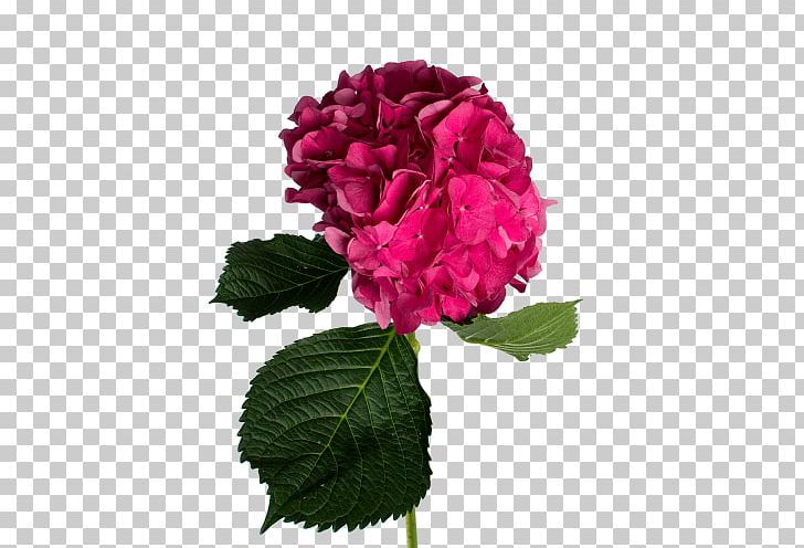 Cabbage Rose Hydrangea Garden Roses Floribunda Cut Flowers PNG, Clipart, Annual Plant, Cornales, Cut Flowers, Floribunda, Flower Free PNG Download