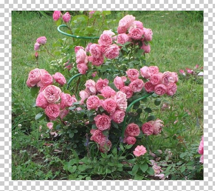 Garden Roses Floribunda Cabbage Rose China Rose French Rose PNG, Clipart, Annual Plant, China Rose, Dogrose, Floribunda, Flower Free PNG Download