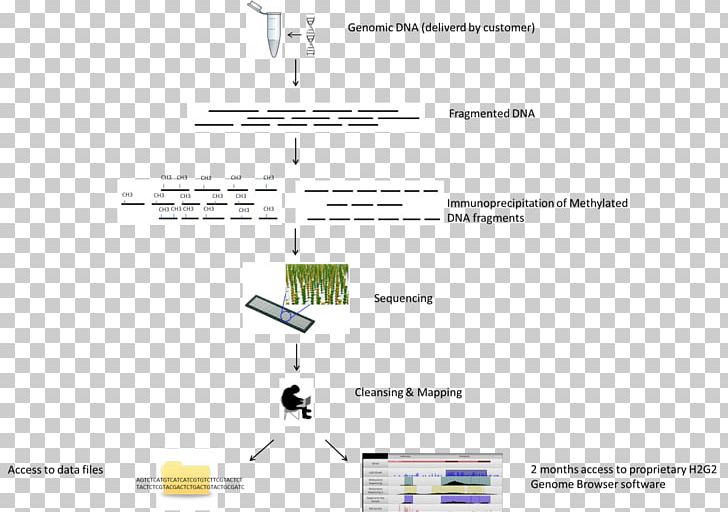 Methylated DNA Immunoprecipitation Bisulfite Sequencing DNA Sequencing DNA Methylation PNG, Clipart, Angle, Bisulfite, Dna, Dna Sequencing, Genome Free PNG Download