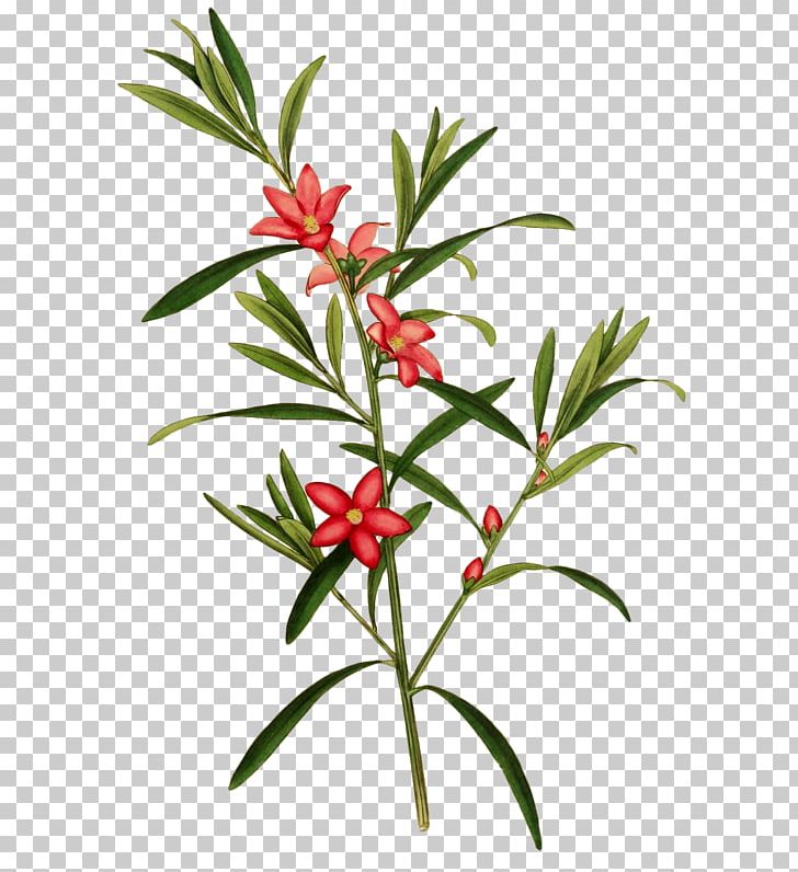 Botanical Illustration Botany PNG, Clipart, Art, Branch, Digital Image, Flower, Flowering Plant Free PNG Download