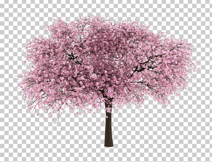 Cherry Tree PNG, Clipart, Blossom, Branch, Cherry, Cherry Blossom, Encapsulated Postscript Free PNG Download