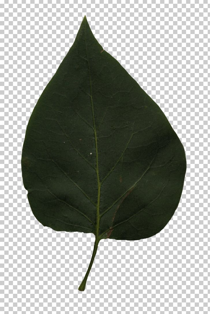 Leaf PNG, Clipart, Leaf, Linden Tree, Plant Free PNG Download