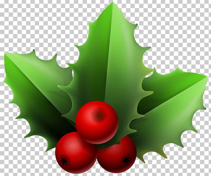 Mistletoe Phoradendron Tomentosum Christmas Common Holly PNG, Clipart, Aquifoliaceae, Aquifoliales, Cartoon, Christmas, Christmas Decoration Free PNG Download