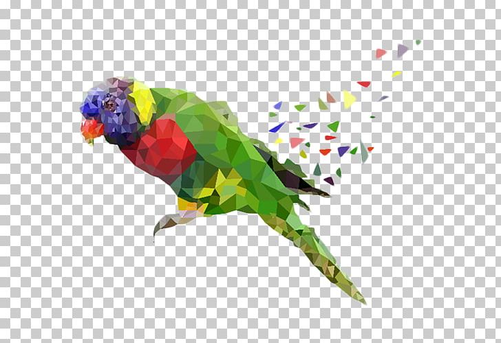 Parrot Fundal Parakeet PNG, Clipart, Animals, Background Image Parrot, Beak, Bird, Color Free PNG Download