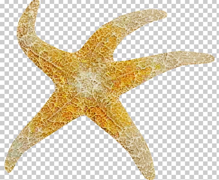 Starfish PNG, Clipart, Animals, Brown, Color, Download, Echinoderm Free PNG Download