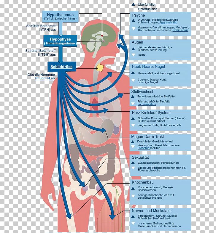 Thyroid Hormones Iodine Human Body PNG, Clipart, Anatomy, Area, Body, Diagram, Graphic Design Free PNG Download