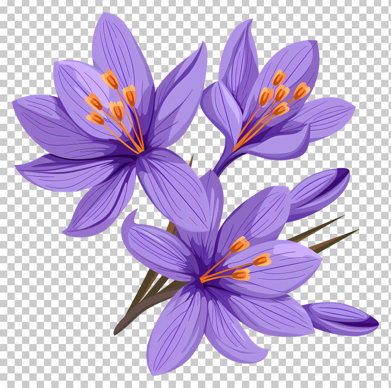 Saffron Flowers - Beautiful Purple Flowers Illustration PNG