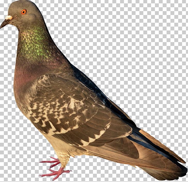 Bird Stock Dove African Collared Dove Perdix Partridge PNG, Clipart, African Collared Dove, Animals, Beak, Bird, Bird Migration Free PNG Download