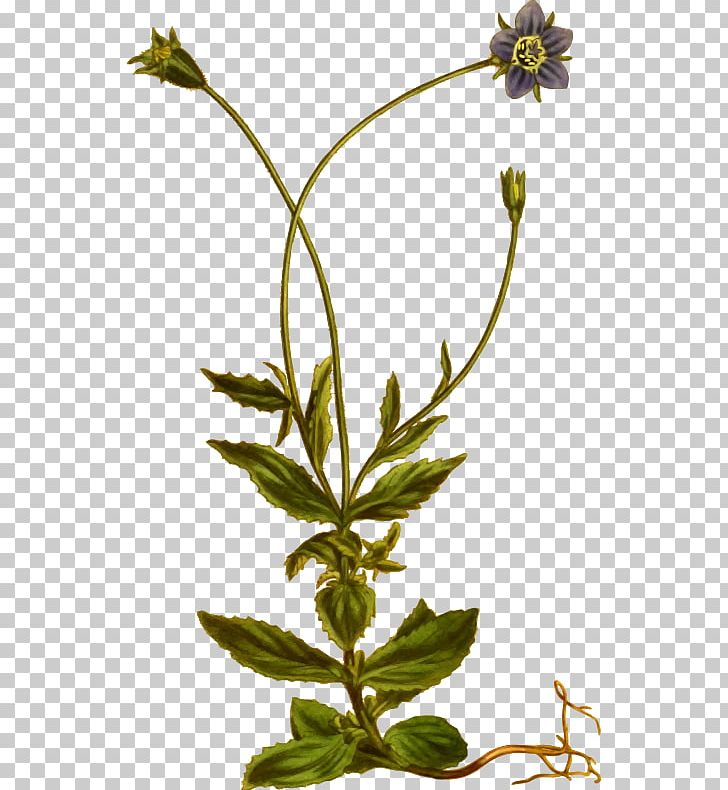Flower Herbalism Plant Stem Leaf PNG, Clipart, Botanical, Campanula ...