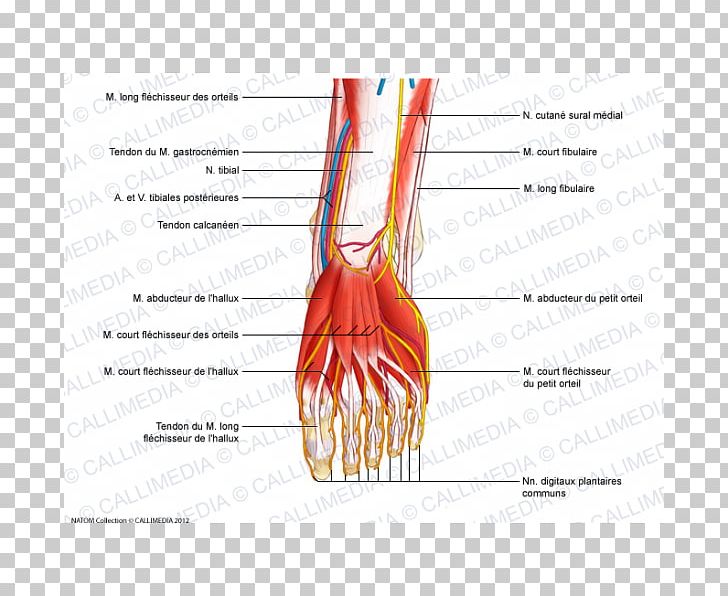 Thumb Nerve Tibialis Anterior Muscle Flexor Digitorum Longus Muscle PNG, Clipart, Anatomy, Angle, Area, Arm, Blood Vessel Free PNG Download