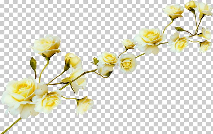 Flower PNG, Clipart, Audio Video Interleave, Blossom, Branch, Cherry Blossom, Computer Free PNG Download