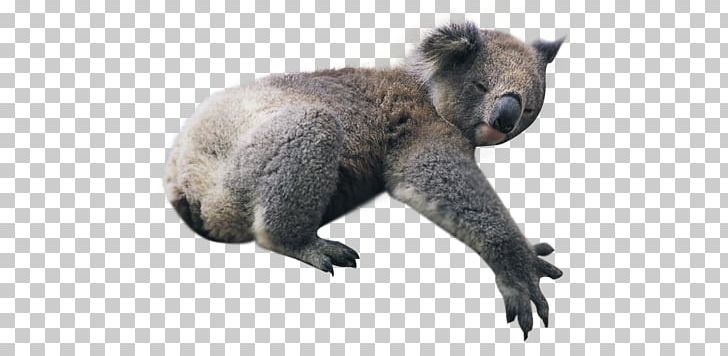 Koala PNG, Clipart, Koala Free PNG Download