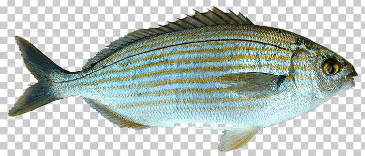 Mediterranean Sea Fishing Salema Porgy PNG, Clipart, Angler, Animals, Baudroie, Bonito, Bony Fish Free PNG Download