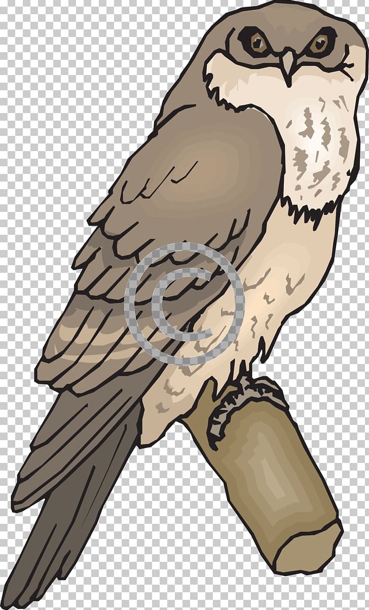 Owl Bird Tawny Frogmouth Beak PNG, Clipart, Animals, Animation, Art, Beak, Bird Free PNG Download