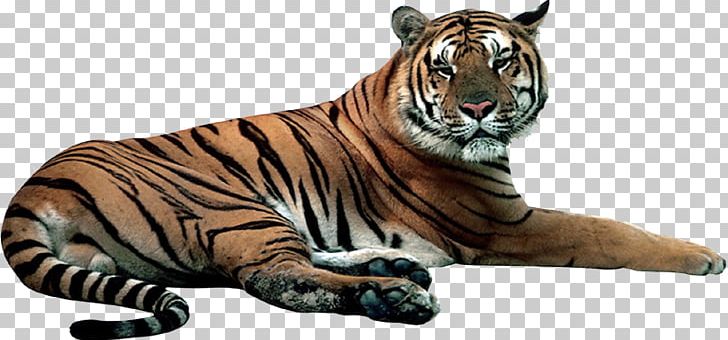 Tiger Cat LiveInternet Nizhny Novgorod Terrestrial Animal PNG, Clipart, Animal Figure, Animals, Big Cat, Big Cats, Biology Free PNG Download