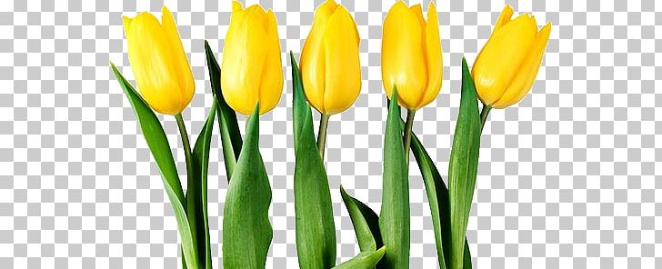 Tulip PNG, Clipart, Tulip Free PNG Download