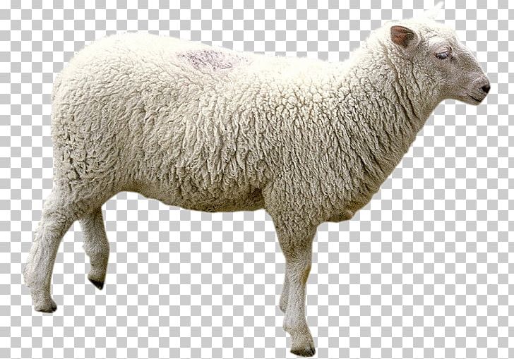 Île-de-France Sheep Goat PNG, Clipart, Acid, Animal, Animal Husbandry, Carboxyl Group, Carboxylic Acid Free PNG Download